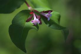 Image result for Impatiens bequaertii