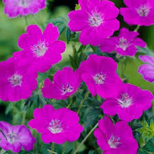 A google ingyenes szolgáltatása azonnal lefordítja a szavakat, kifejezéseket és weboldalakat a magyar és több mint 100 további nyelv kombinációjában. Geranium New Hampshire Purple Crane S Bill American Meadows