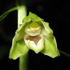 Image result for Epipactis africana