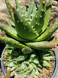 Image result for Aloe nuttii