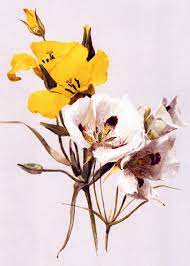Lovely Details Lillianthus Painting Art Botanical