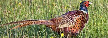 Membership to the exclusive elk creek ranch; Upland Bird Hunting Properties For Sale Pheasants Turkeys Grouse Fay Ranches