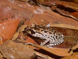 Inger's Black-eyed Litter Frog (Leptobrachium ingeri) · iNaturalist