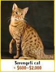 Serengeti Cat Breeders List - Cat Breeds Junction