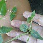 Image result for Torenia thouarsii