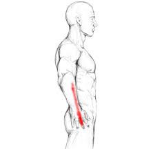 Extensor Digitorum Schmerzen Triggerpunkte Selbst Behandeln