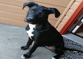 Maybe you would like to learn more about one of these? 25 Pitbull Mixes Amazing And Adorable Dog You Wouldn T Believe Exist American Bully Daily