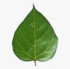 Transparent Peepal Leaf Png Png Download Kindpng