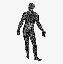 The nervous system (ns) is structurally broken down into two divisions; Central Nervous System Nerve Human Body Peripheral Nerves Clipart Transparent Png 389x749 Free Download On Nicepng