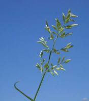 Image result for Eragrostis moggii