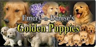 Find golden retriever dogs and puppies from south dakota breeders. Should I Buy A Puppy Finding The Right Golden Retriever Breeder