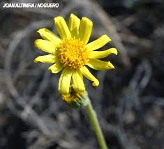 Image result for Senecio auriculatissimus