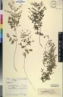 Image result for Phyllanthus pseudoniruri