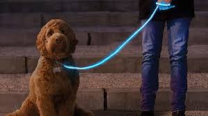 This Light Up Dog Leash Is Perfect For Evening Walks With Fido Mental Floss