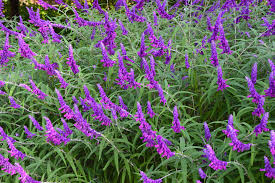 As well as including plants that repel insects in your garden, there are some other measures which can be taken to help keep bugs at bay. 4 Drought Tolerant Plants That Repel Mosquitoes Jain Irrigation Usa