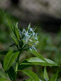 Image result for Isonema infundibuliflorum