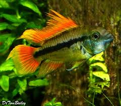 Apistogramma For Sale Tropical Fish Aquarium Fish Fish