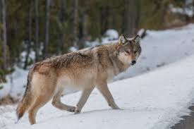 Orsi e lupi, autogestione possibile - News Trentino TV
