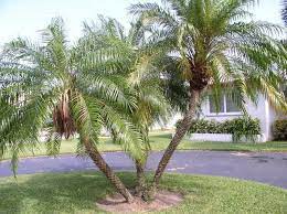 9 Best Palm Tree Types Ideas Tropical Landscaping Palm Tree Types Tropical Garden
