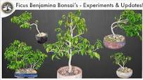 Ficus Benjamina Bonsai - Experiments, Style Options & Updates!