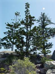 Image result for Araucaria cunninghamii