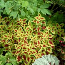 Image result for Coleus gracillimus