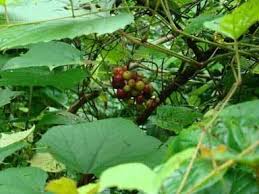 Image result for Ampelocissus africana