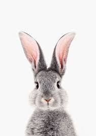Baby Bunny Art Print By Lotus Print Studio X Small In 2020 Bunny Poster Bunny Art Baby Animals Pictures