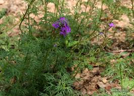 Image result for Verbena aristigera