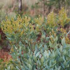 Image result for Euclea