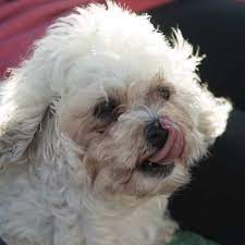 Meet The Bichon Frise Shih Tzu Mix A K A The Shichon Or Zuchon