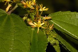 Image result for Triumfetta annua