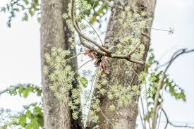 Image result for Steganotaenia hockii