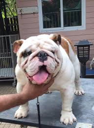 Buy and sell english bulldogs puppies & dogs uk with freeads classifieds. Champion English Bulldog Puppies For Sale In Mumbai India