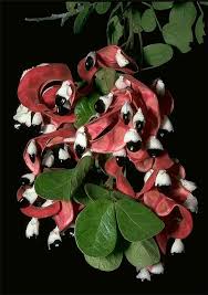 Image result for Pithecellobium