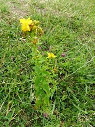 Image result for Hypericum quartinianum