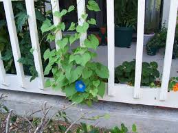 Any of various mainly tropical convolvulaceous plants of the genus ipomoea and related. Knitting Angel Good Morning Morning Glory