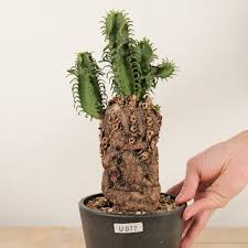 Image result for Euphorbia mlanjeana