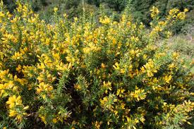 Image result for Ulex