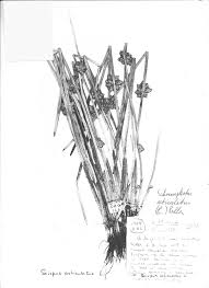 Image result for Schoenoplectiella articulata