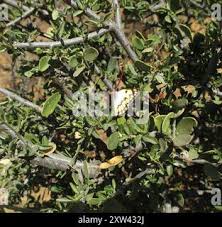 Image result for Cadaba termitaria