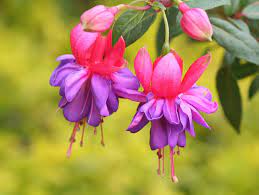Fuxias Dobles Lovely Flowers Wallpaper Fuchsia Flower Flowers