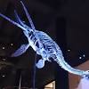 Elasmosaurus plesiosaur coloring page from plesiosaurus category. 1