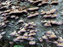 Image result for Trichaptum biforme