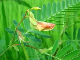 Image result for Aeschynomene indica