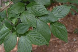 We did not find results for: Cornus Florida Flowering Dogwood North Carolina Extension Gardener Plant Toolbox