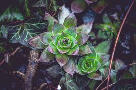 Image result for Crassulaceae