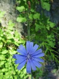 Image result for Cichorium intybus