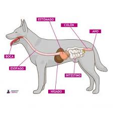 La Digestion Del Perro Mascotiberia