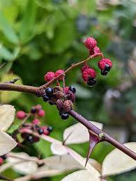 Image result for Zanthoxylum